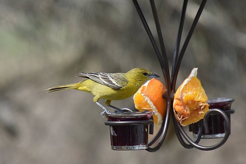 Orchard Oriole (Icterus spurius) 2018-05-02 (11) by Don Henise is licensed under CC BY 2.0.